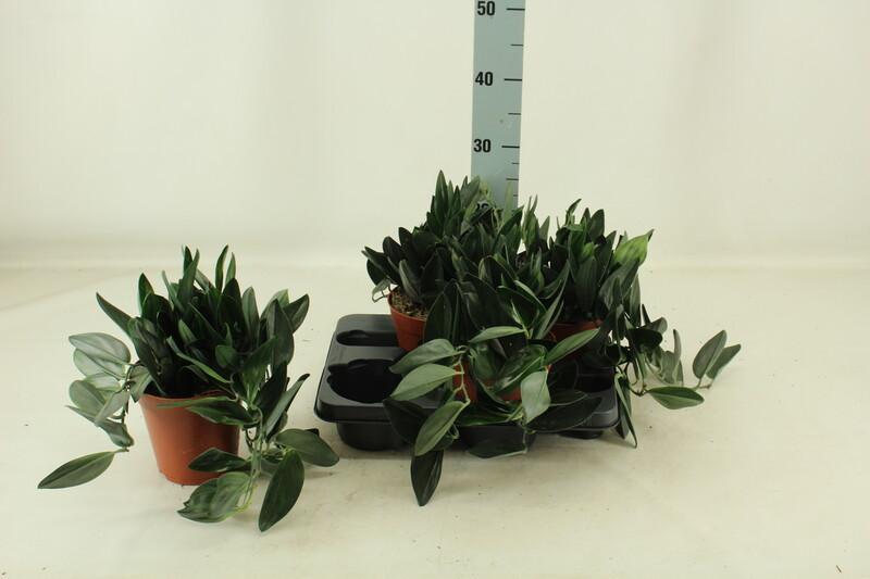 Scindapsus pictus
