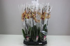Phalaenopsis orange 2tak 18+