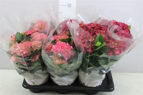 Hydrangea quercifolia 8+