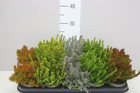 Calluna mix