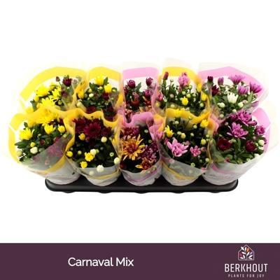 Chrysanthemum indicum Carnaval