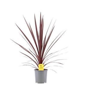 Cordyline austalis Red