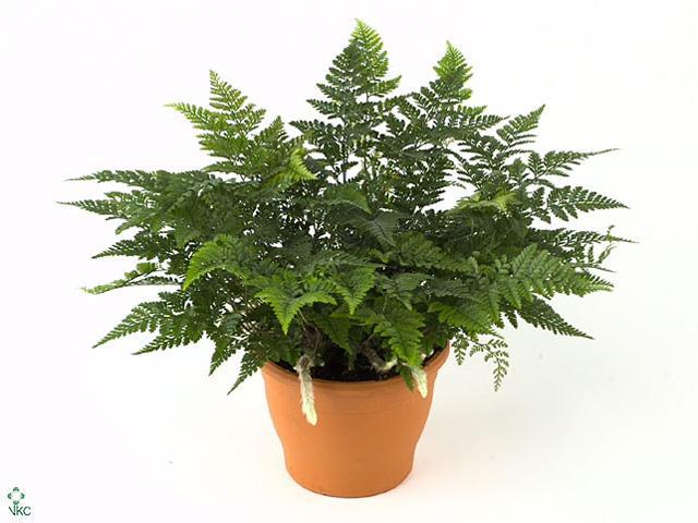 Davallia tyermannii závěs