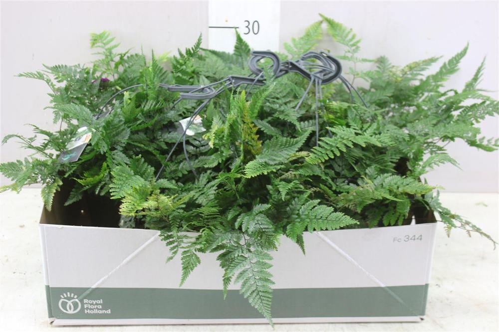 Davallia tyermannii závěs