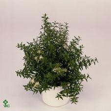 Myrtus communis kmen