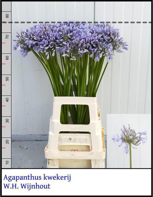 Agapanthus silver pfizzer