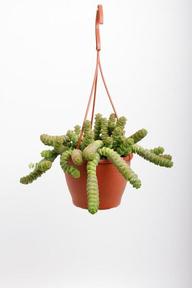 Crassula Hottentot