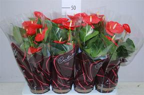 Anthurium Arion Red
