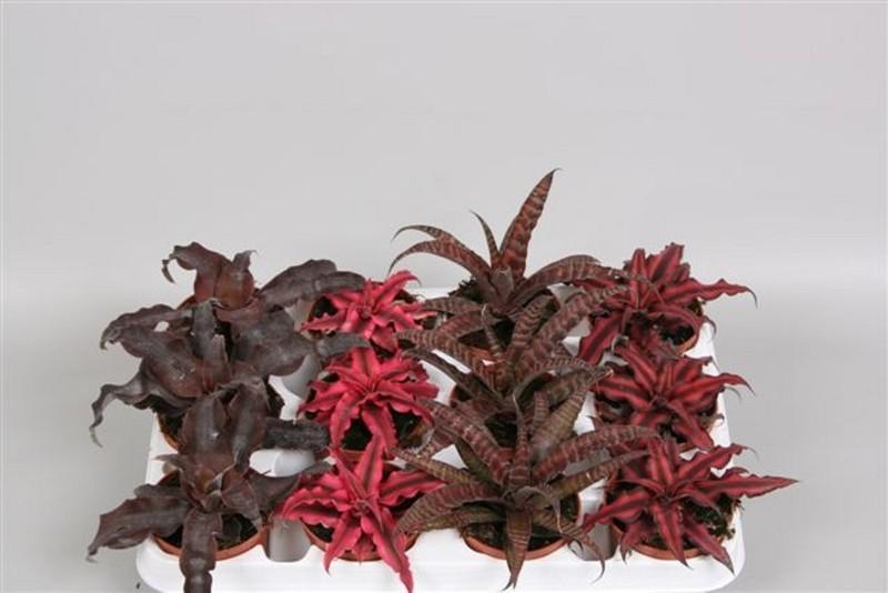 Cryptanthus mix