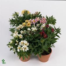 Alstromeria mix