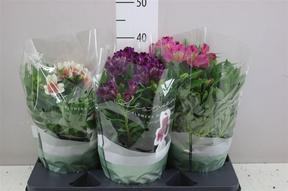 Alstromeria mix