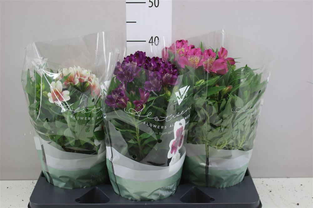 Alstromeria mix