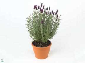 Lavandula stoechas zinek