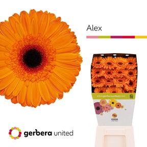 Gerbera diamond alex