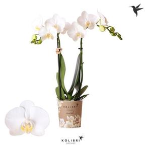 Phalaenopsis Amabillis 2tak white