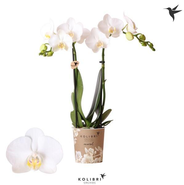 Phalaenopsis Amabillis 2tak white