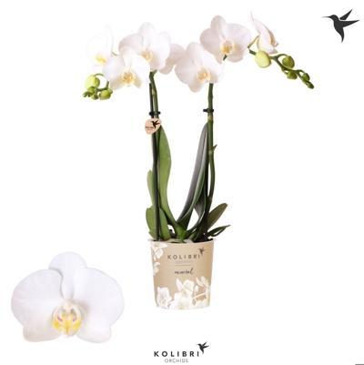 Phalaenopsis Amabillis 2tak white