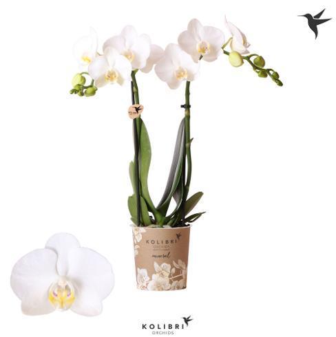 Phalaenopsis Amabillis 2tak white