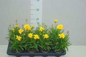 Coreopsis