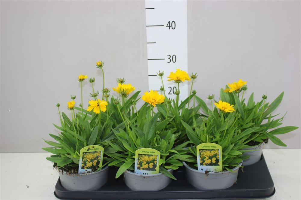 Coreopsis