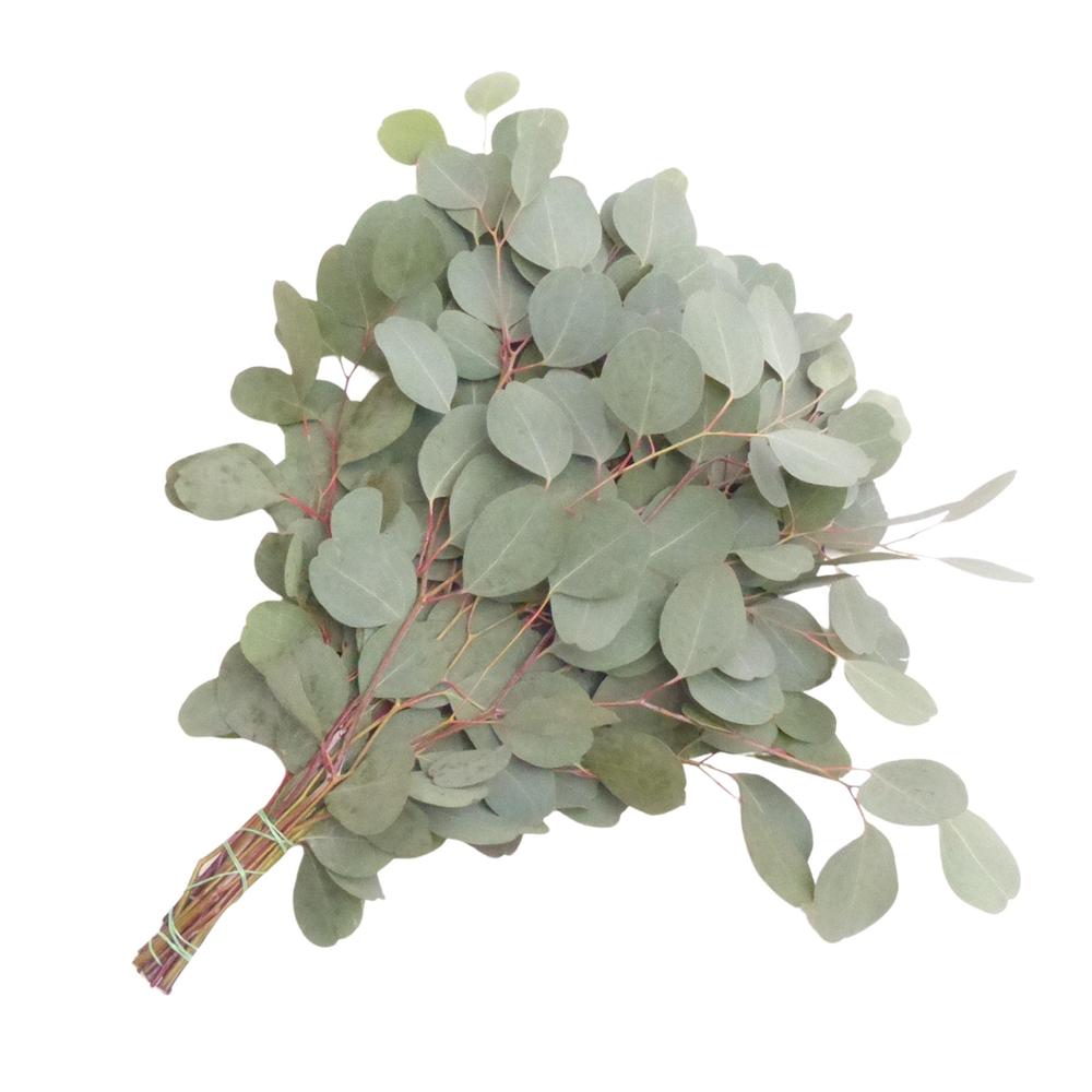 Zeleň - euk. populus krátký DIRECT (it) bal.