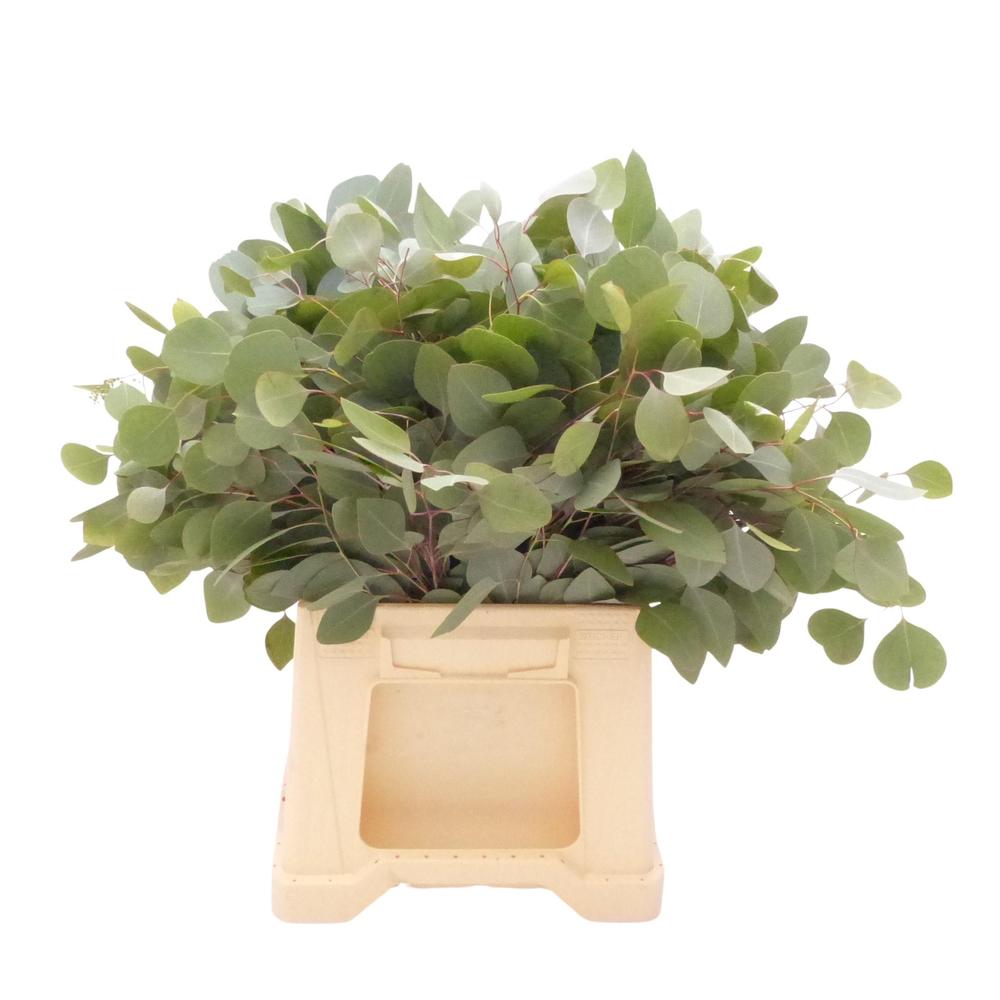 Zeleň - euk. populus krátký DIRECT (it) bal.