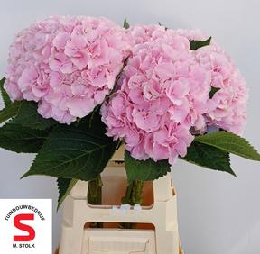 Hydrangea verena