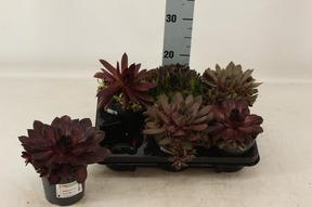 Sempervivum mix