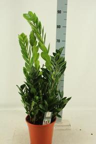 Zamioculcas