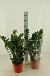 Zamioculcas