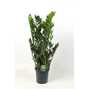 Zamioculcas