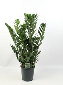 Zamioculcas