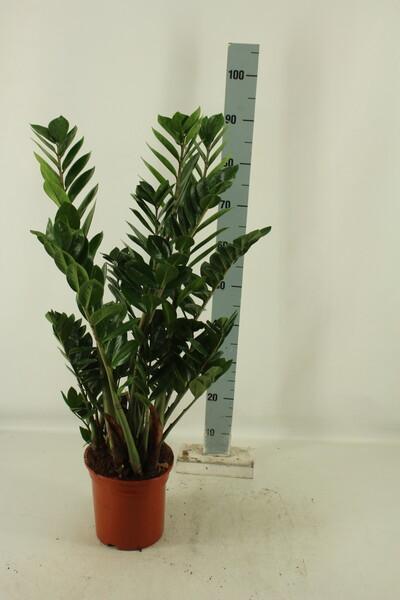 Zamioculcas