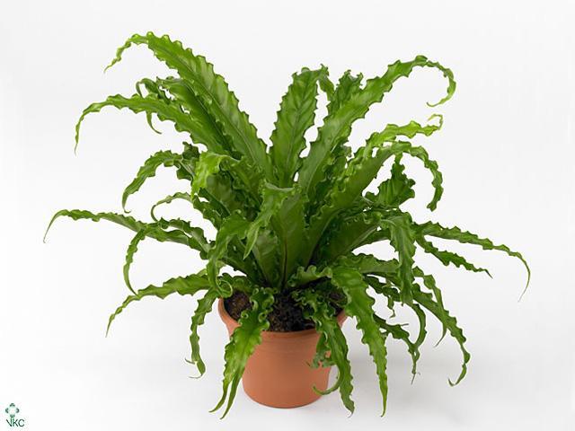 Asplenium antiquum