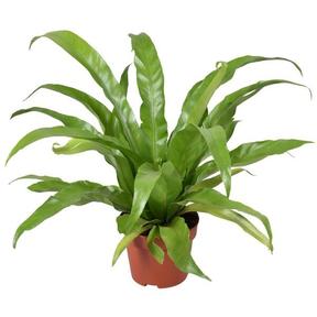 Asplenium antiquum