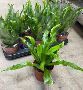 Asplenium antiquum
