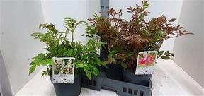 Astilbe mix