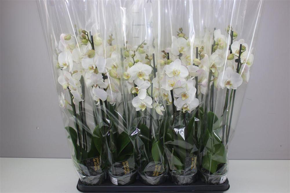 Phalaenopsis white 3tak 22+