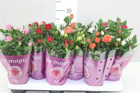 Rosa Beau Monde mix