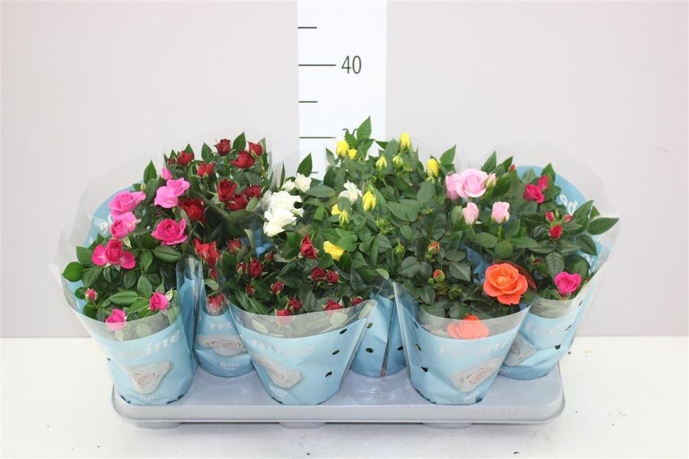 Rosa Beau Monde mix