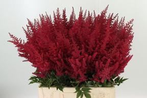 Astilbe paul gaarder