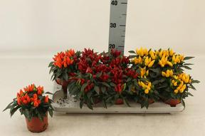 Capsicum mix