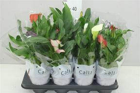 Zantedeschia mix