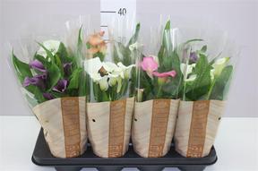 Zantedeschia mix