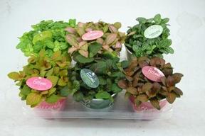 Fittonia mix