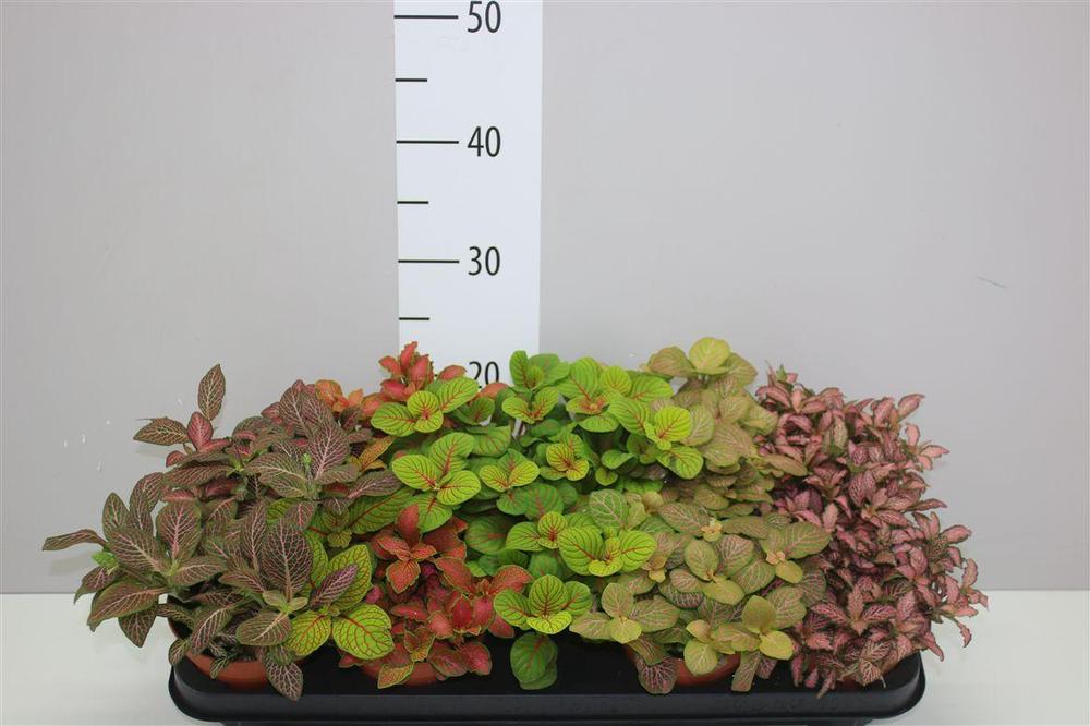 Fittonia mix