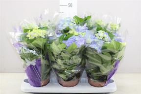 Hydrangea Early Blue 7-8