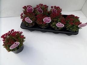 Crassula schmidtii