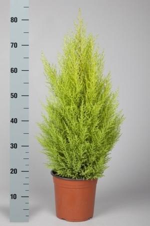 Cupressus macr. Goldcrest Wilma