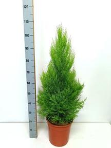 Cupressus Goldcrest Wilma
